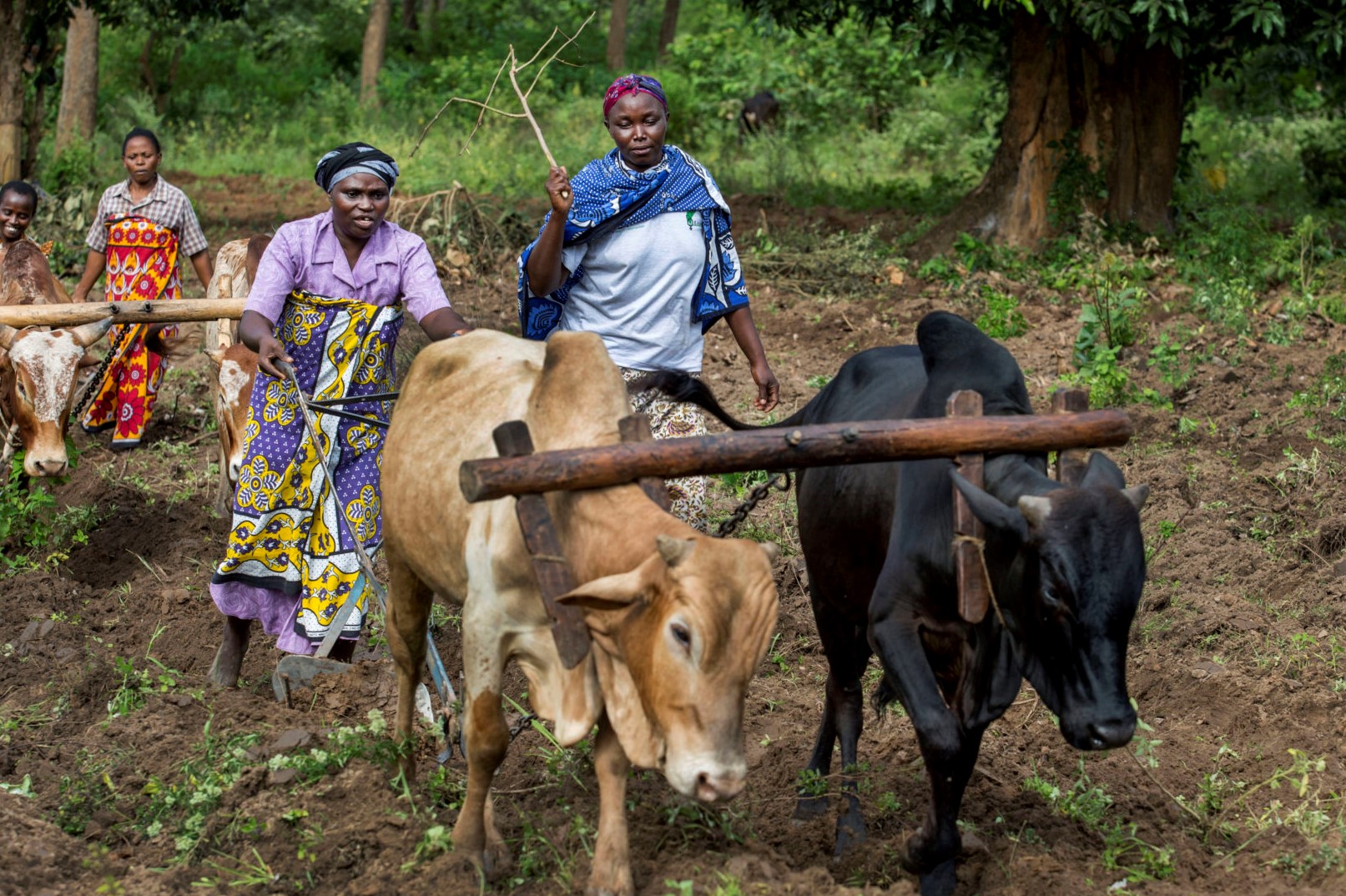 women working with oxen